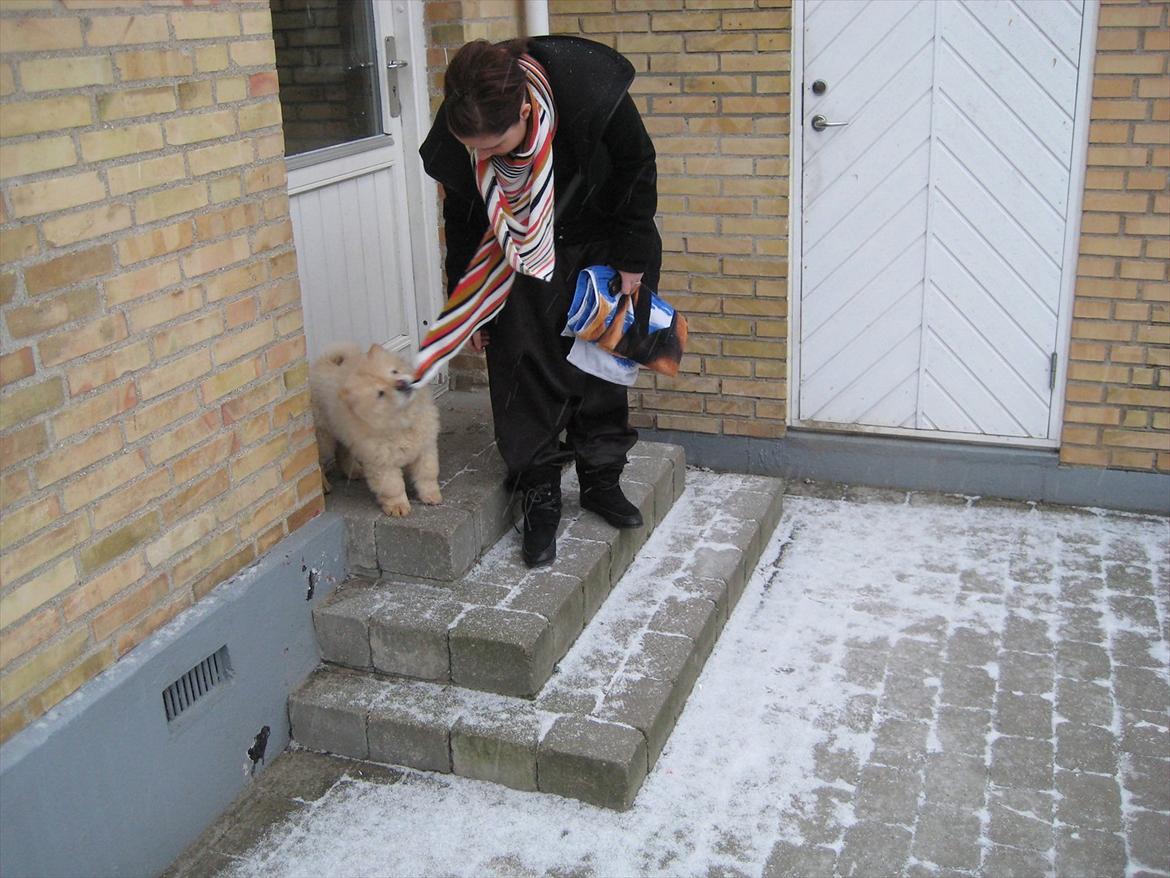 Chow chow Balou Skovgaard Busk billede 6