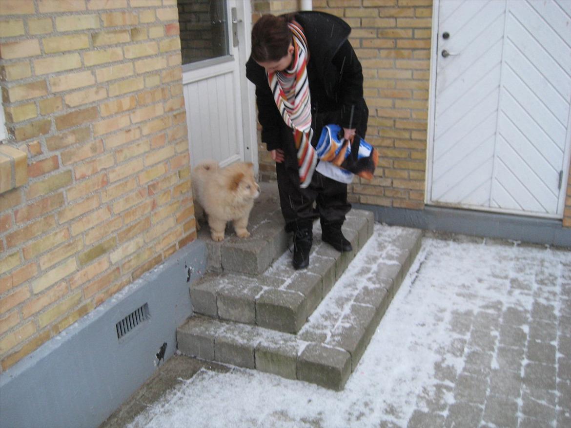 Chow chow Balou Skovgaard Busk billede 7