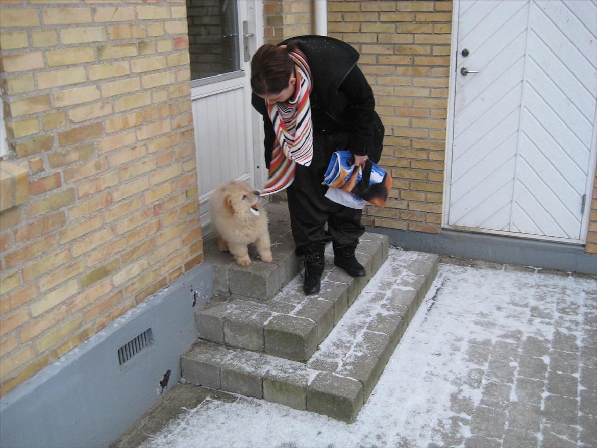Chow chow Balou Skovgaard Busk billede 8