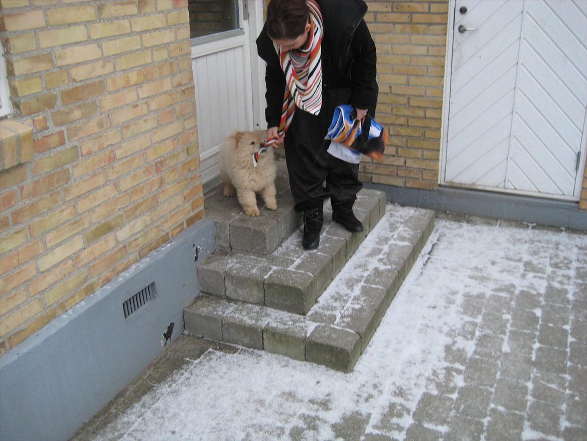 Chow chow Balou Skovgaard Busk billede 9