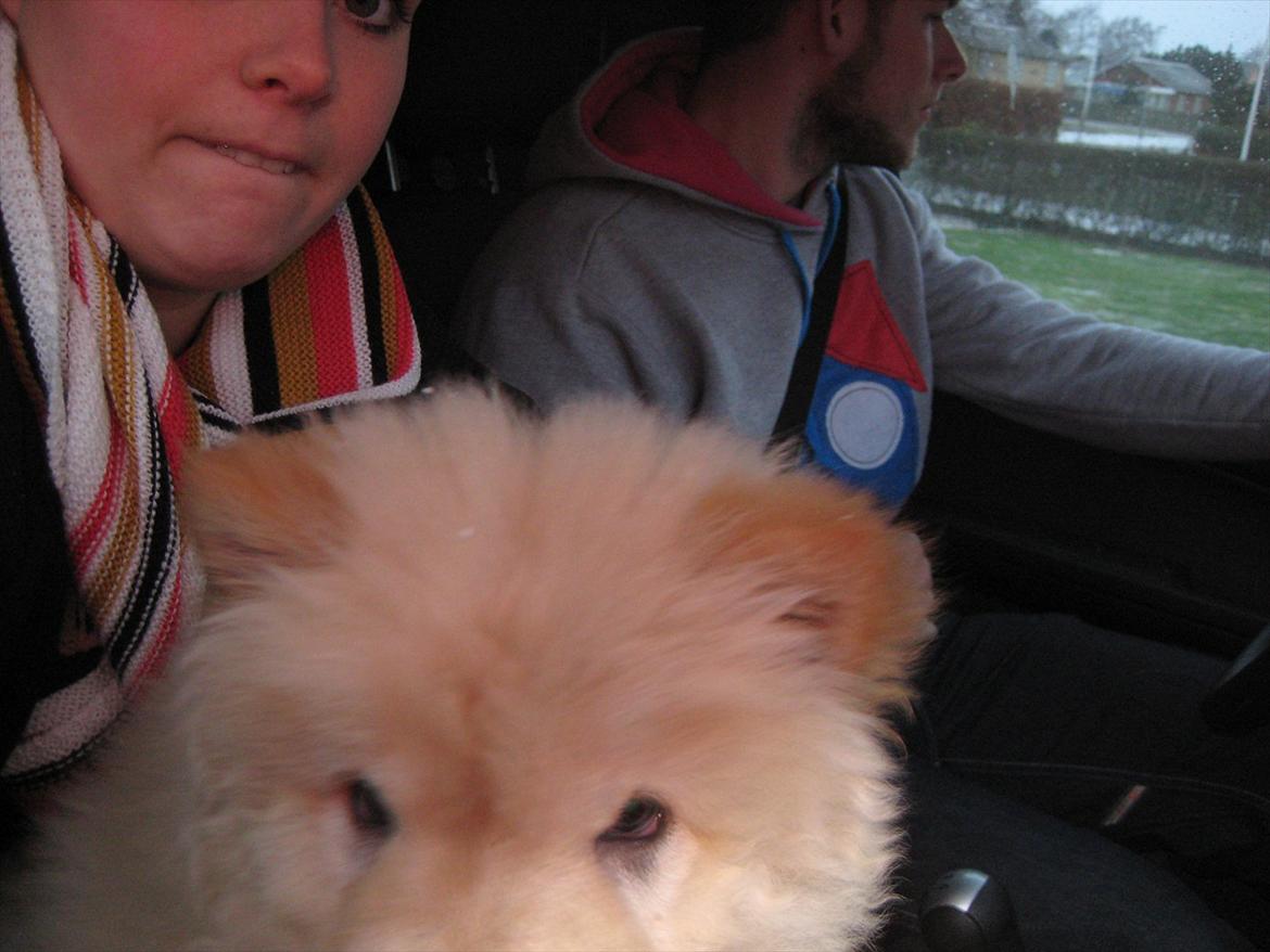 Chow chow Balou Skovgaard Busk billede 10