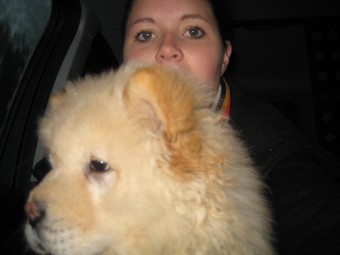 Chow chow Balou Skovgaard Busk billede 11