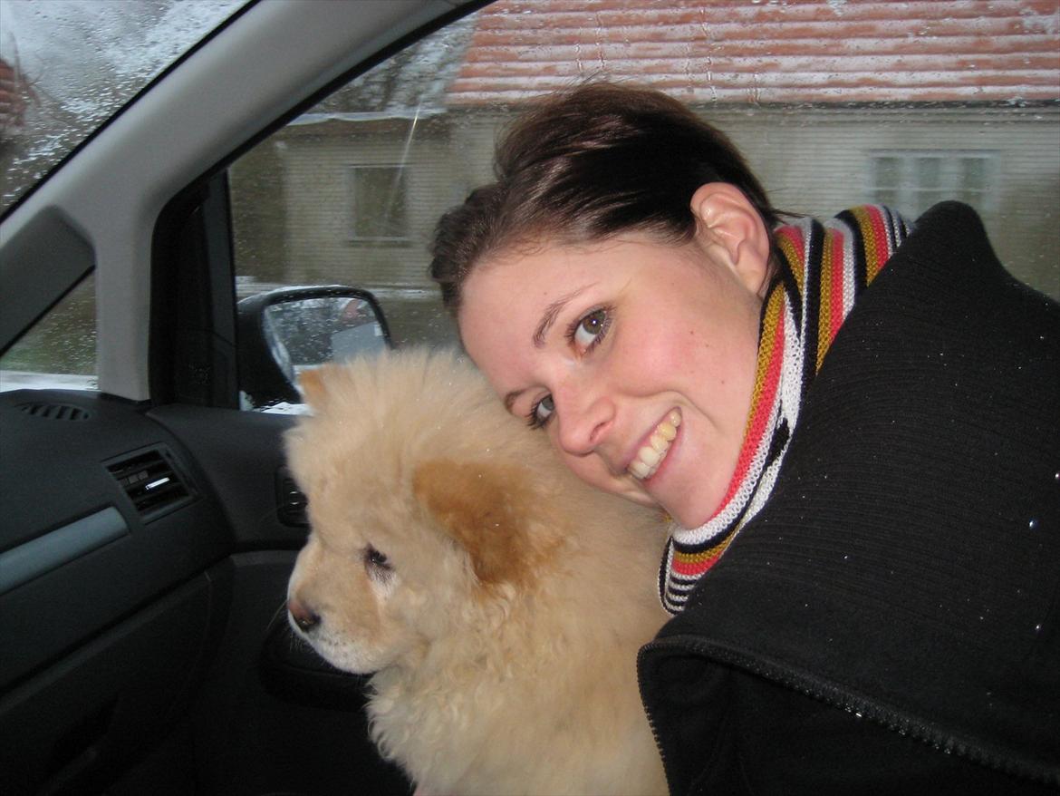 Chow chow Balou Skovgaard Busk billede 12