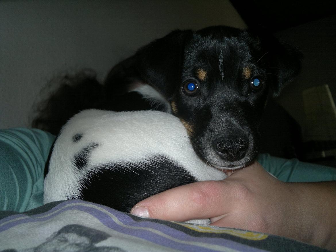 Dansk svensk gaardhund Miley - Miley i sofaen. billede 1