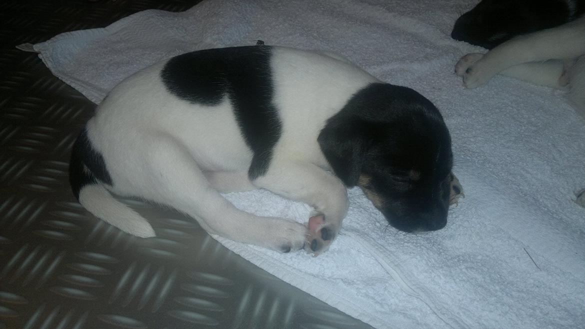 Dansk svensk gaardhund Miley - Miley sover på køkkengulvet. billede 2