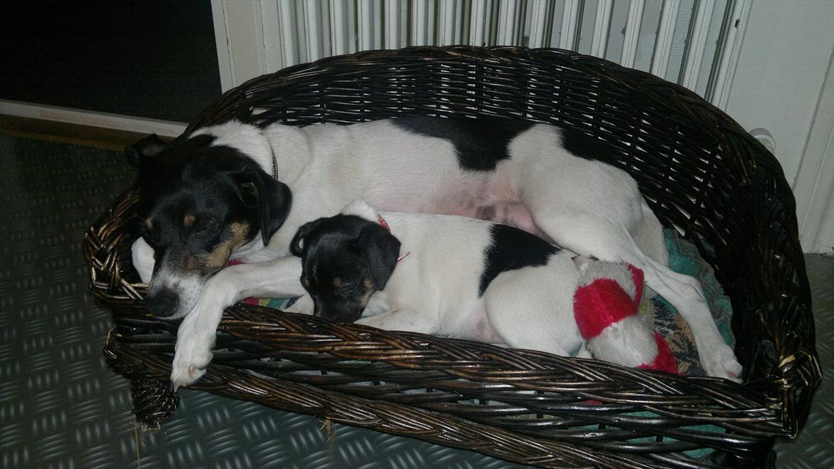 Dansk svensk gaardhund Miley - Miley og mor, putter i kurven :o) billede 3