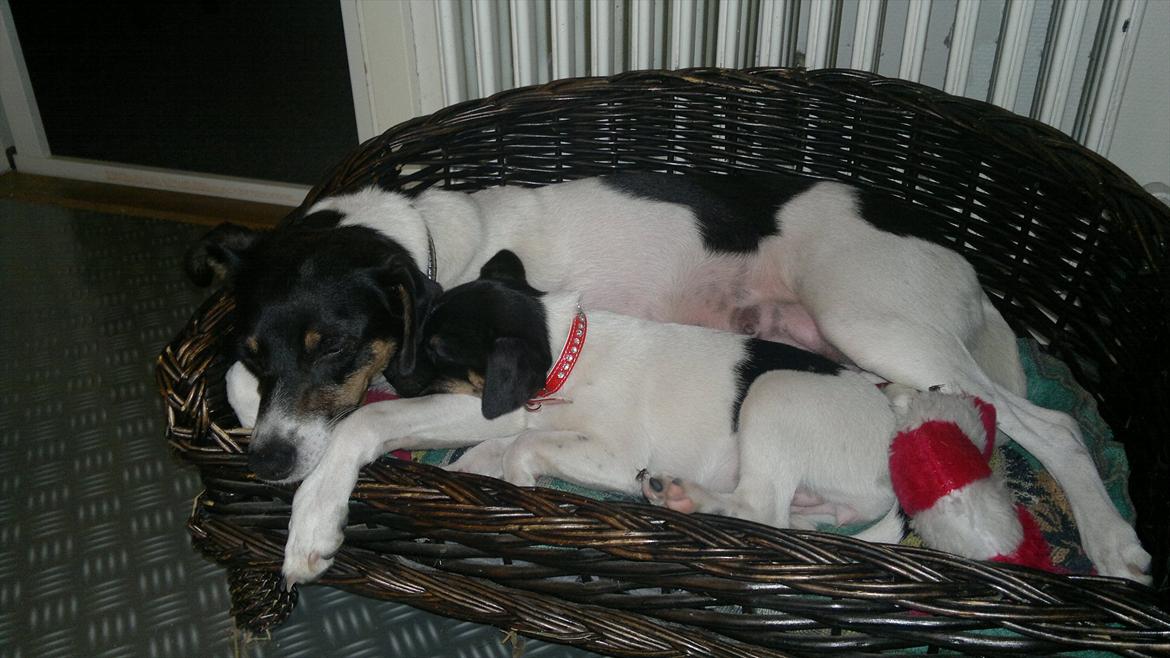 Dansk svensk gaardhund Miley - Miley og mor, putter i kurven :o) billede 4