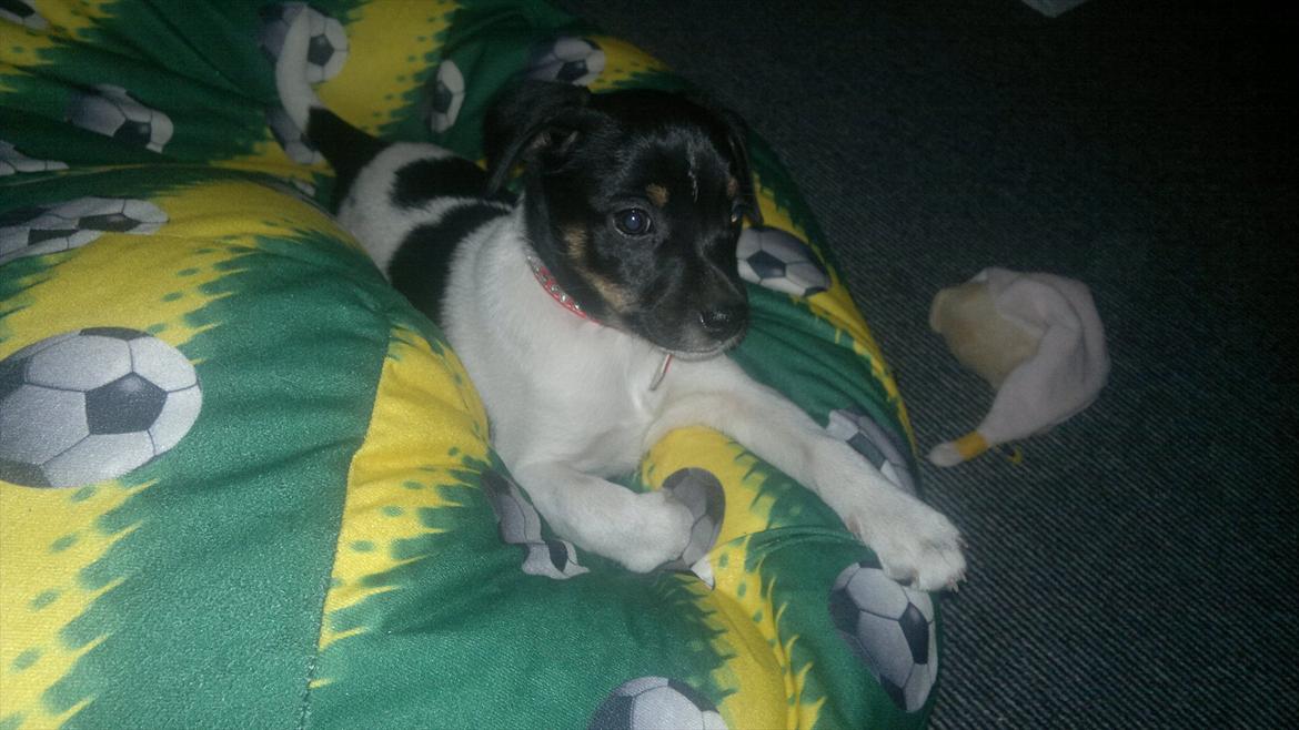 Dansk svensk gaardhund Miley - Miley, ude på narestreger i sækkestolen :o) billede 5