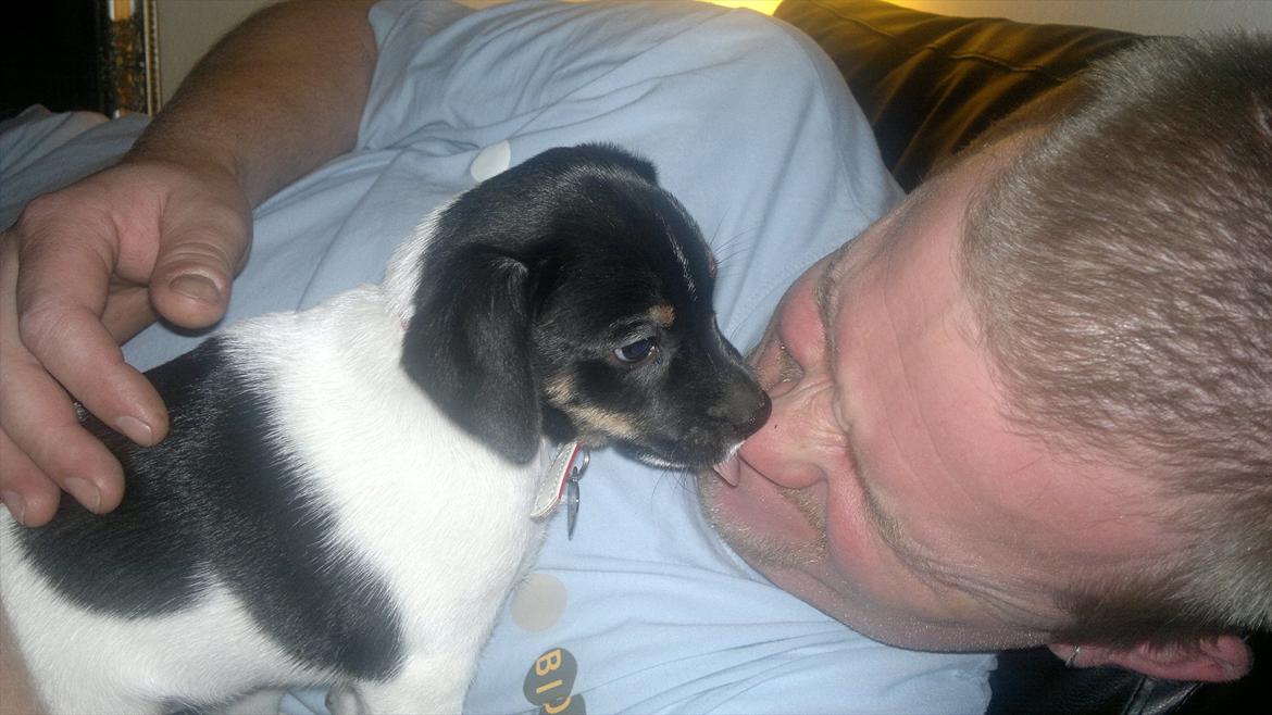 Dansk svensk gaardhund Miley - Miley og min mand :o) billede 7