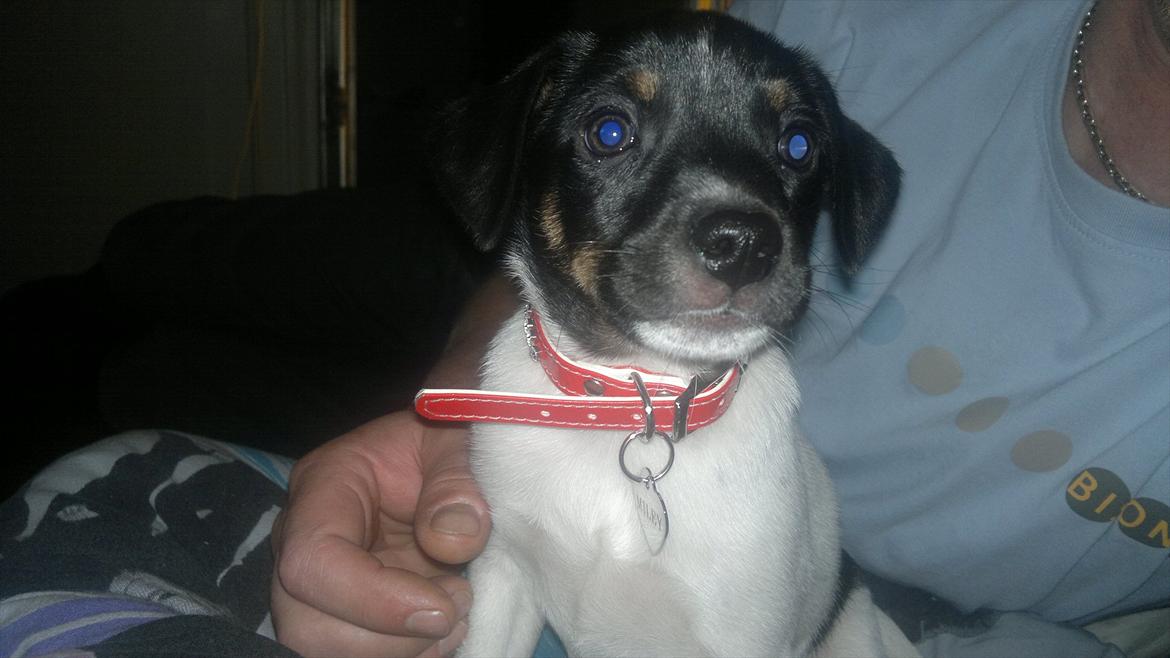 Dansk svensk gaardhund Miley - Miley i sofaen. billede 8