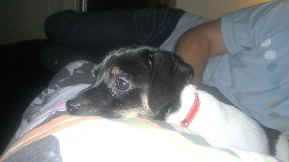 Dansk svensk gaardhund Miley - Miley i sofaen. billede 9