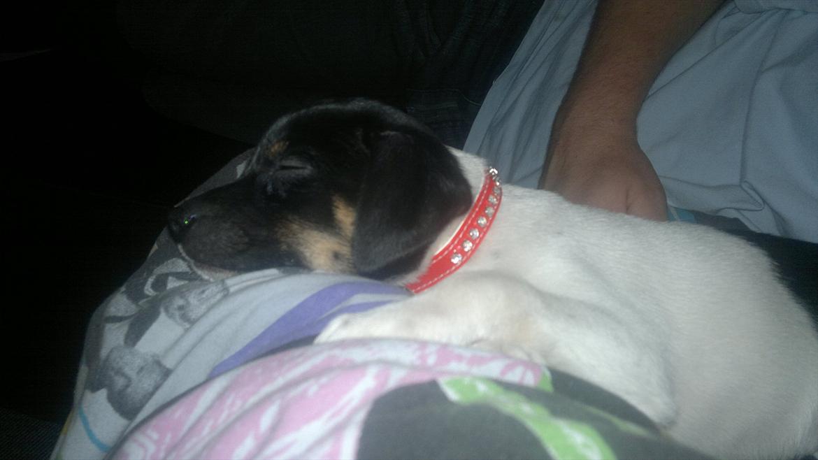 Dansk svensk gaardhund Miley - Så blev lille Miley træt :o) billede 10