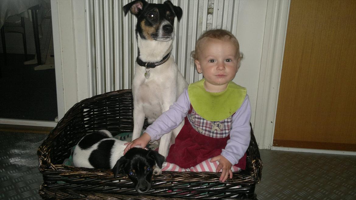 Dansk svensk gaardhund Miley - Miley, hendes mor Fie og min datter Søs :o) billede 11