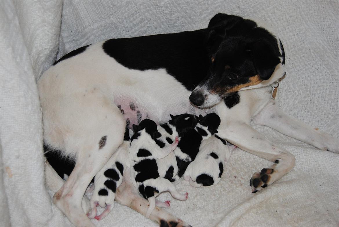 Dansk svensk gaardhund Miley - Miley, sammen med hendes mor og søskendene, få timer gammel :o) billede 12