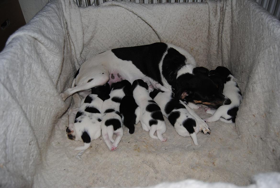 Dansk svensk gaardhund Miley - Miley, med sine søskendene og mor. billede 13