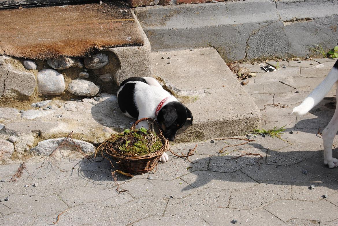 Dansk svensk gaardhund Miley - Miley laver ulykker :o) billede 14