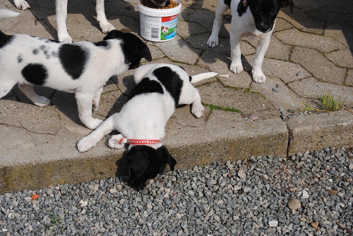 Dansk svensk gaardhund Miley - Miley undersøger gruset :o) billede 15