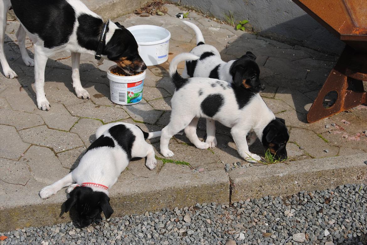 Dansk svensk gaardhund Miley - Miley undersøger gruset :o) billede 16