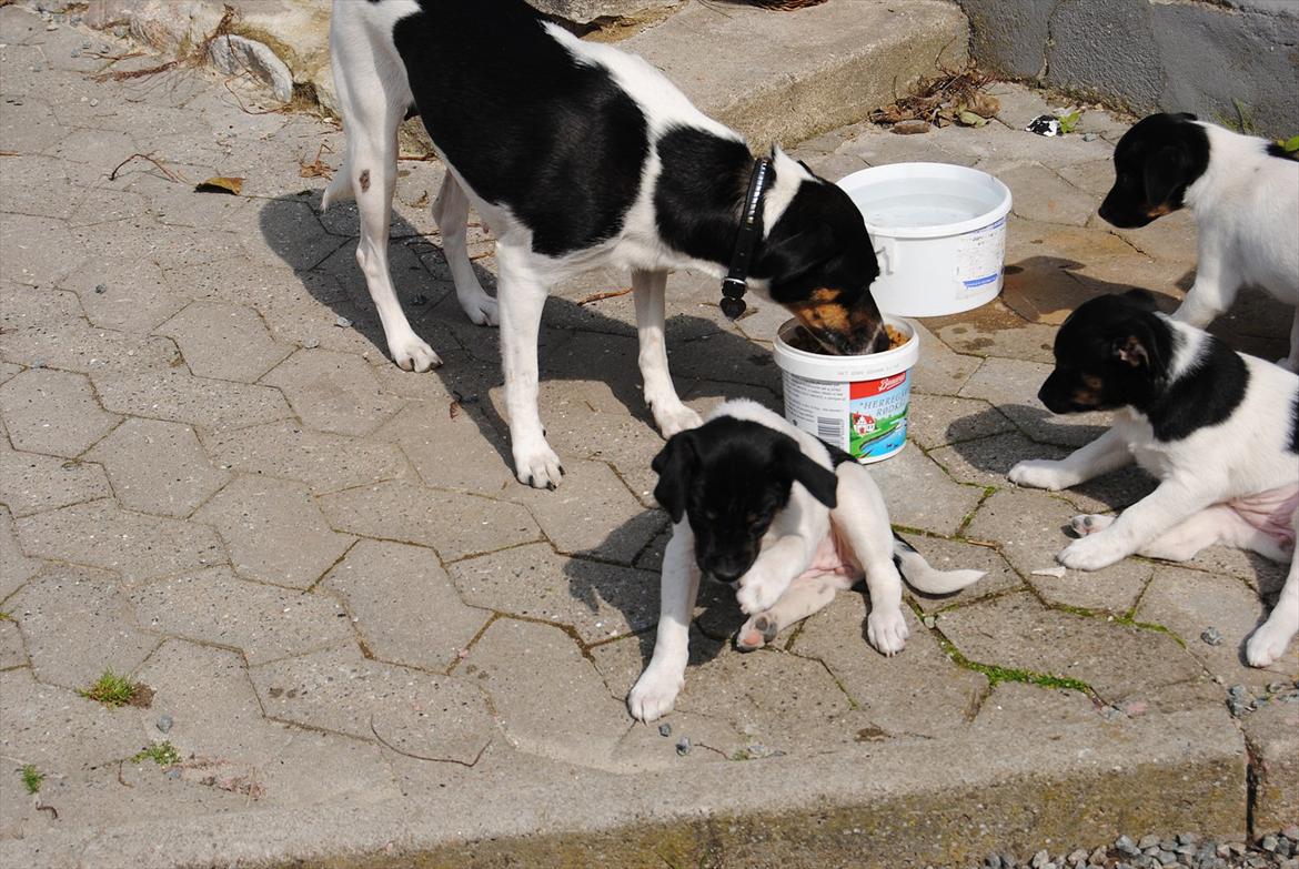 Dansk svensk gaardhund Miley - Poten klør :o) billede 17