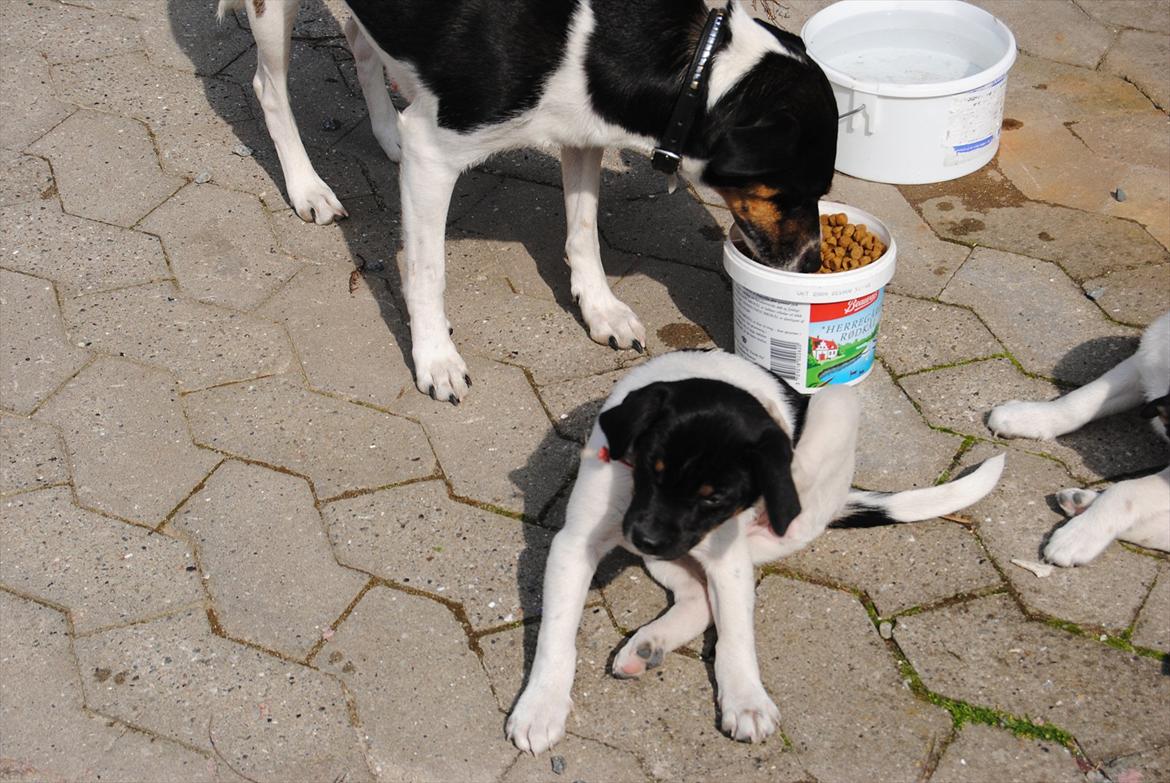 Dansk svensk gaardhund Miley - Øv det dumme halsbånd :o) billede 18