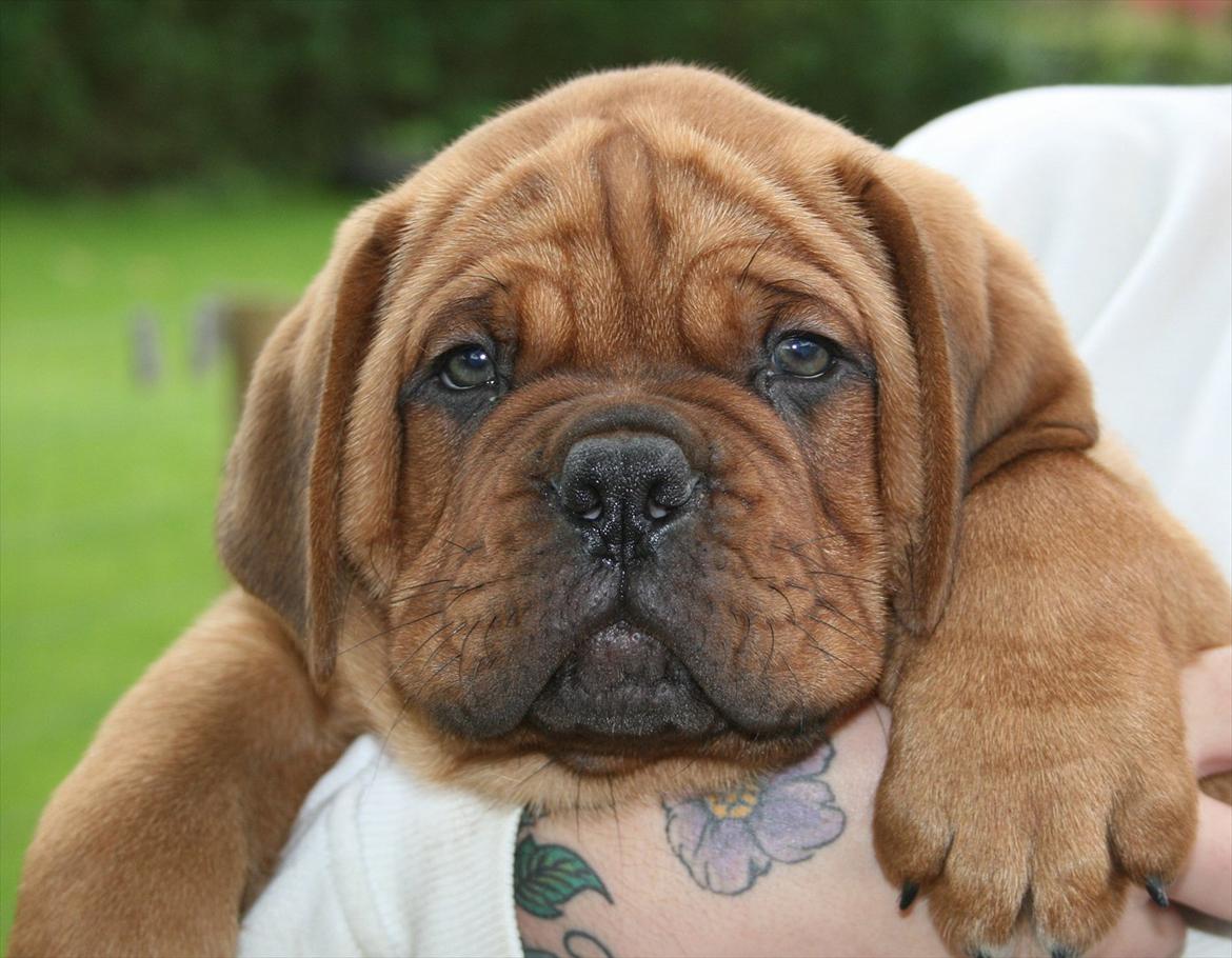 Dogue de bordeaux Shadow of Oak Excalibur - 8 uger og lige ankommet.. billede 1