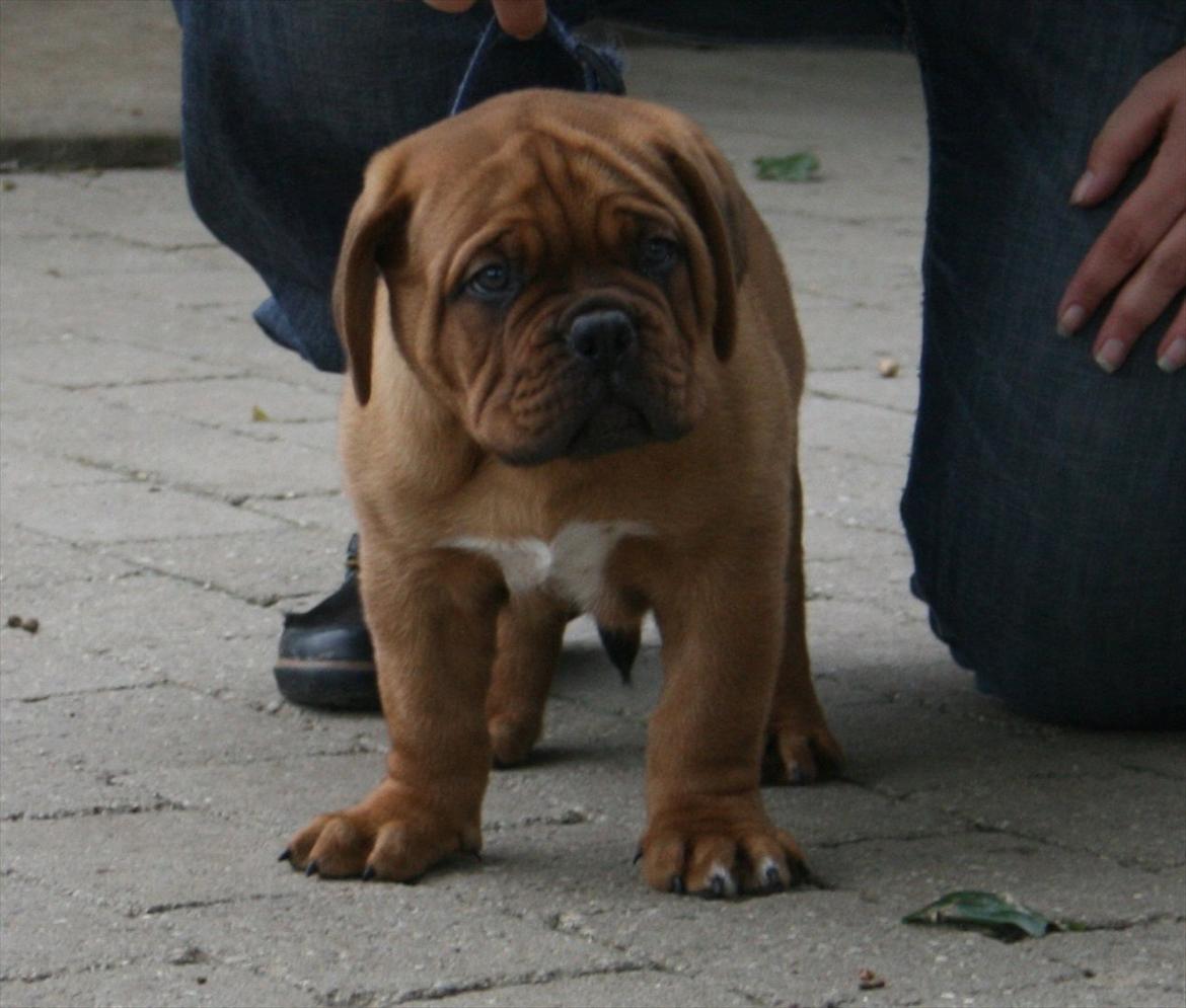 Dogue de bordeaux Shadow of Oak Excalibur - 8 uger billede 2