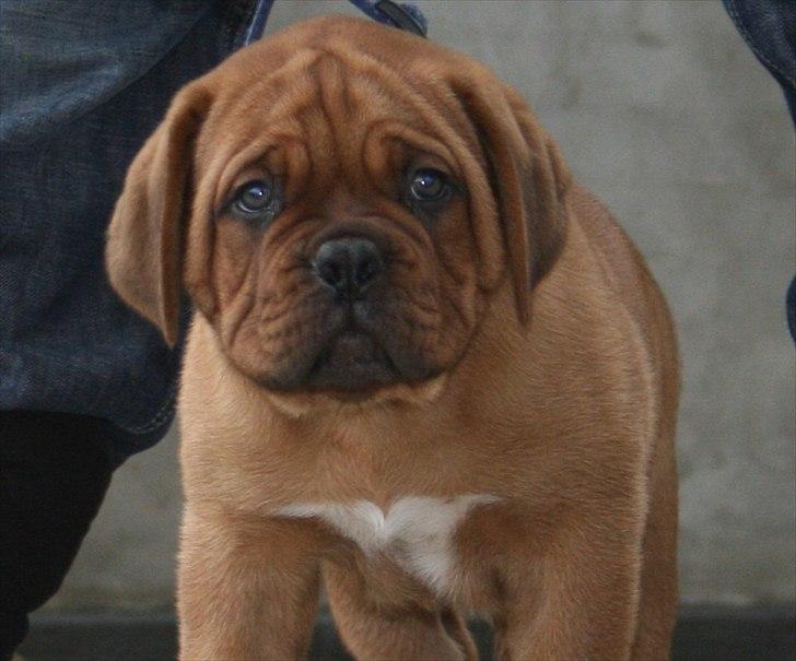 Dogue de bordeaux Shadow of Oak Excalibur - 8 uger billede 3