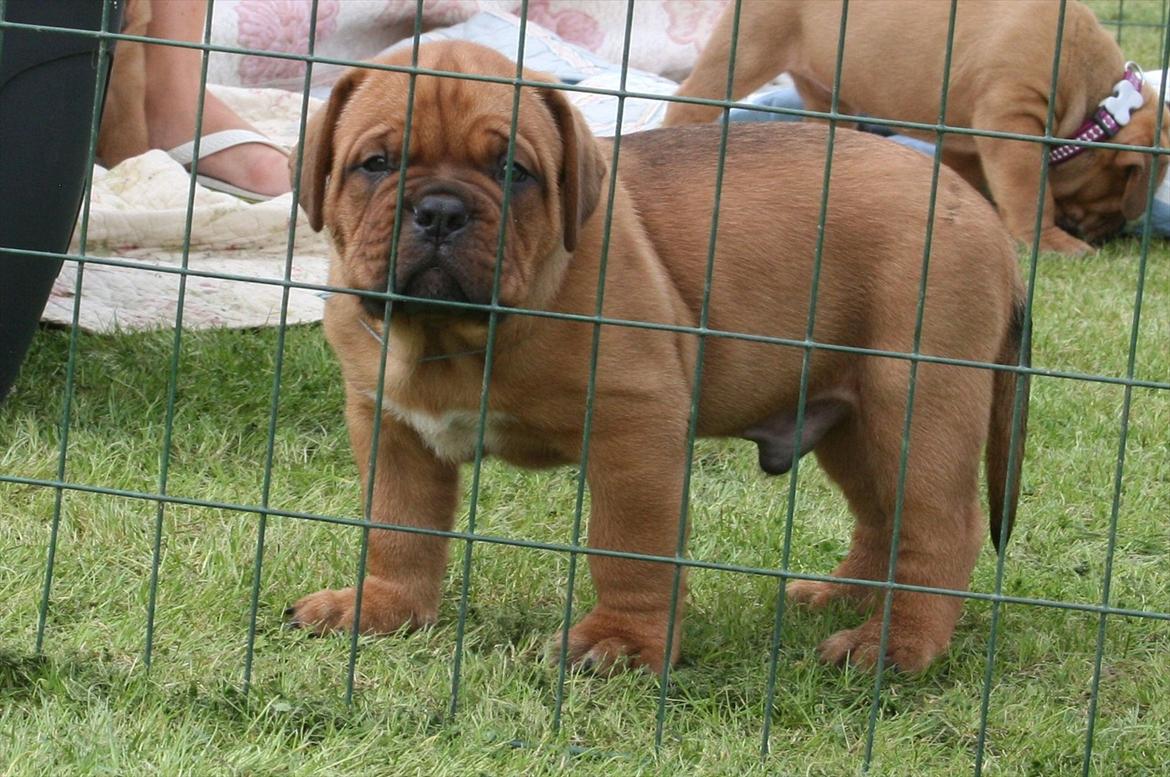Dogue de bordeaux Shadow of Oak Excalibur - 6 uger billede 4