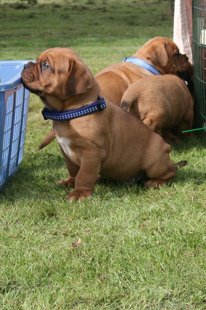 Dogue de bordeaux Shadow of Oak Excalibur - 6 uger billede 5