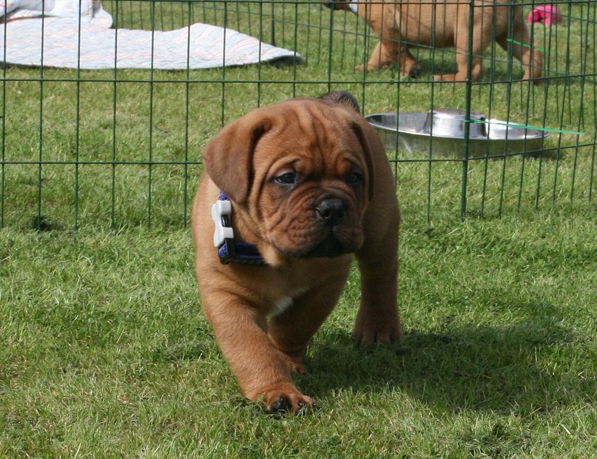 Dogue de bordeaux Shadow of Oak Excalibur - 6 uger billede 6