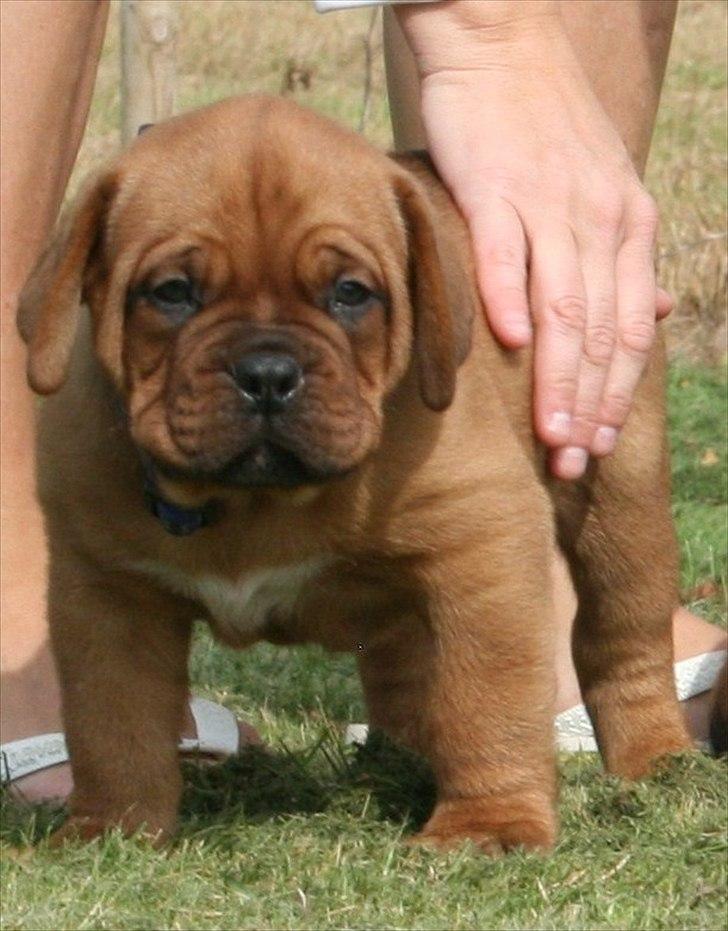 Dogue de bordeaux Shadow of Oak Excalibur - 6 uger billede 7