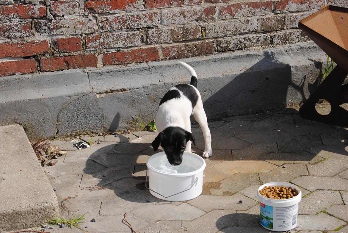 Dansk svensk gaardhund Miley - Miley smager lige på vandet :o) billede 19