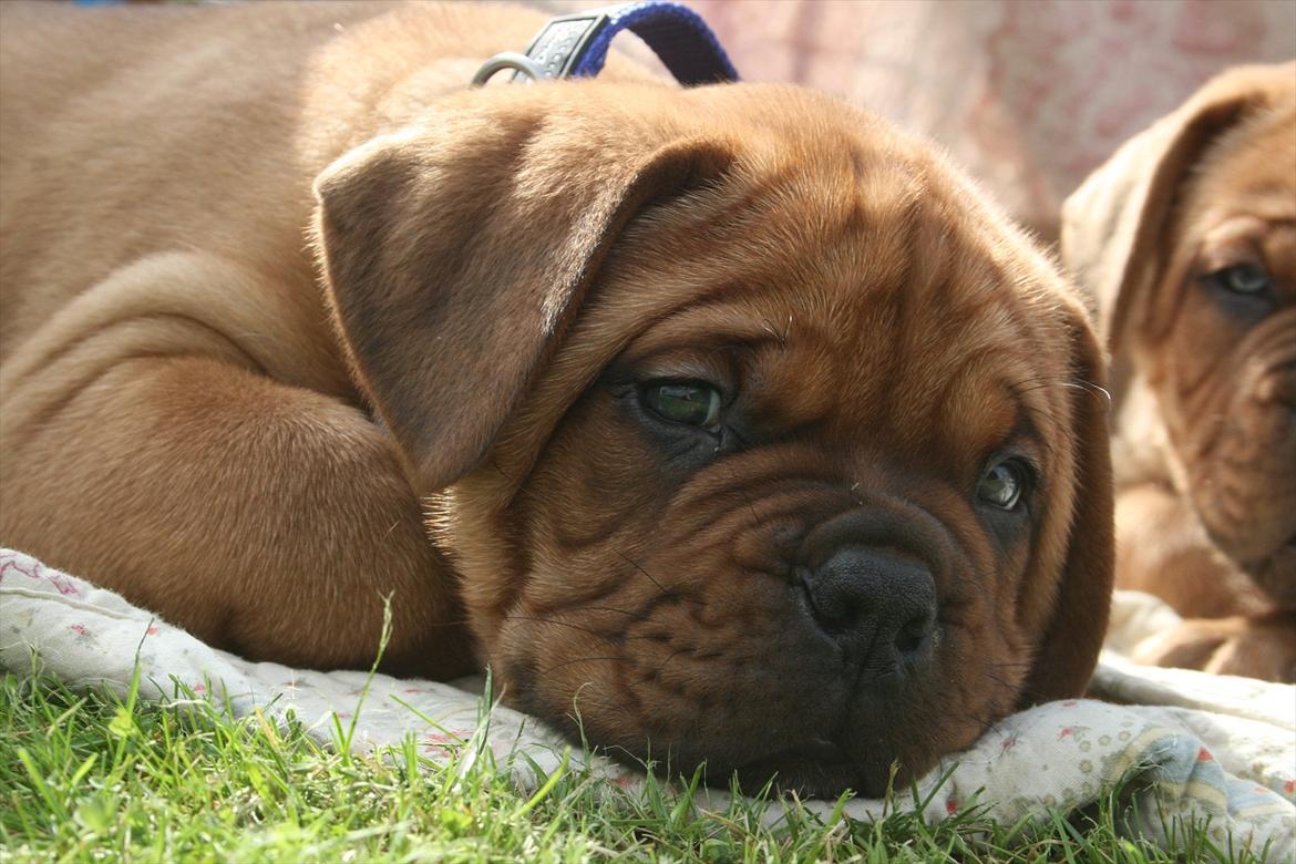 Dogue de bordeaux Shadow of Oak Excalibur - 6 uger billede 8