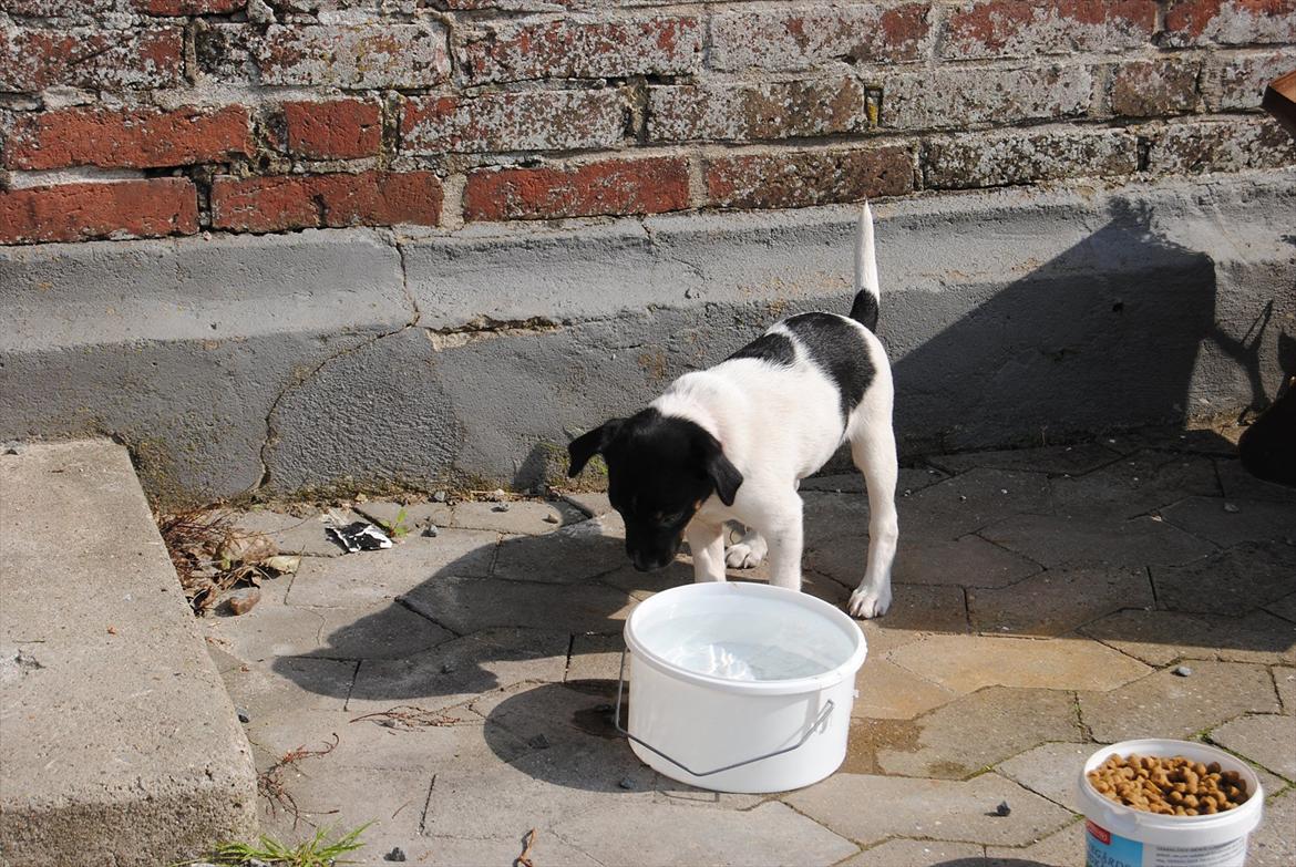 Dansk svensk gaardhund Miley - Hmmm er det mit spejlbilled?? :o) billede 20