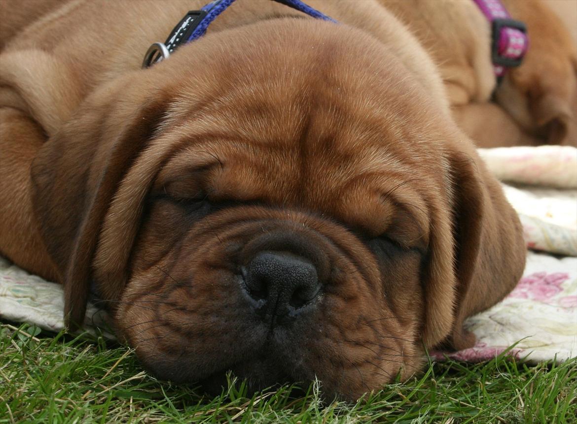 Dogue de bordeaux Shadow of Oak Excalibur - 6 uger billede 9
