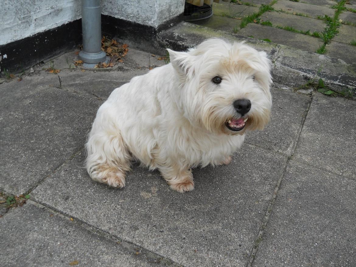 West highland white terrier Ravnegårds Olympus *Paddy* (My Soulmate <3) billede 8