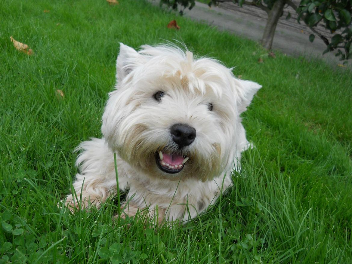 West highland white terrier Ravnegårds Olympus *Paddy* (My Soulmate <3) billede 6