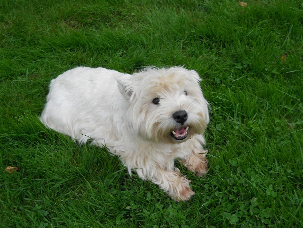 West highland white terrier Ravnegårds Olympus *Paddy* (My Soulmate <3) billede 7