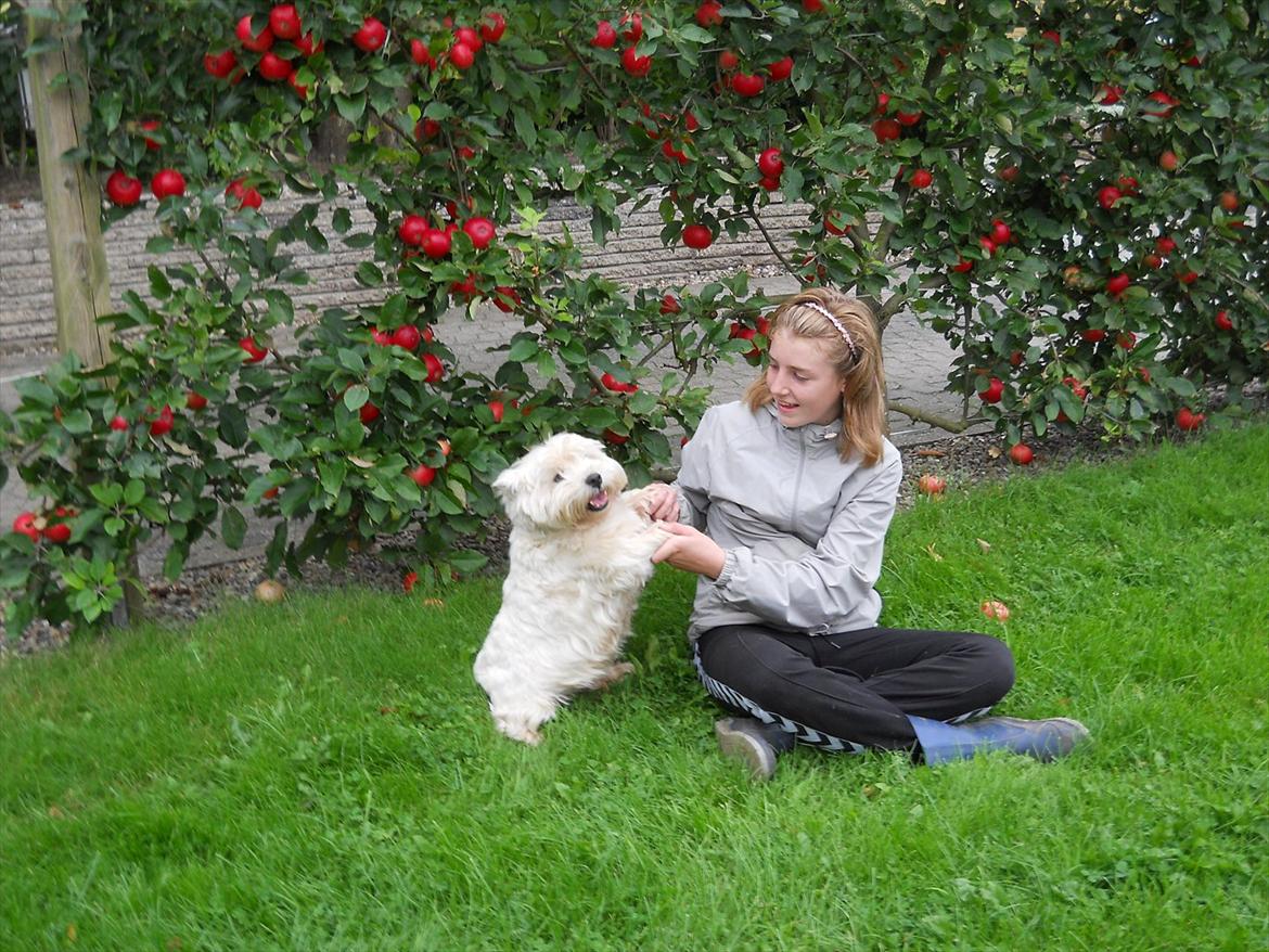 West highland white terrier Ravnegårds Olympus *Paddy* (My Soulmate <3) - Mig og Paddy :D billede 5
