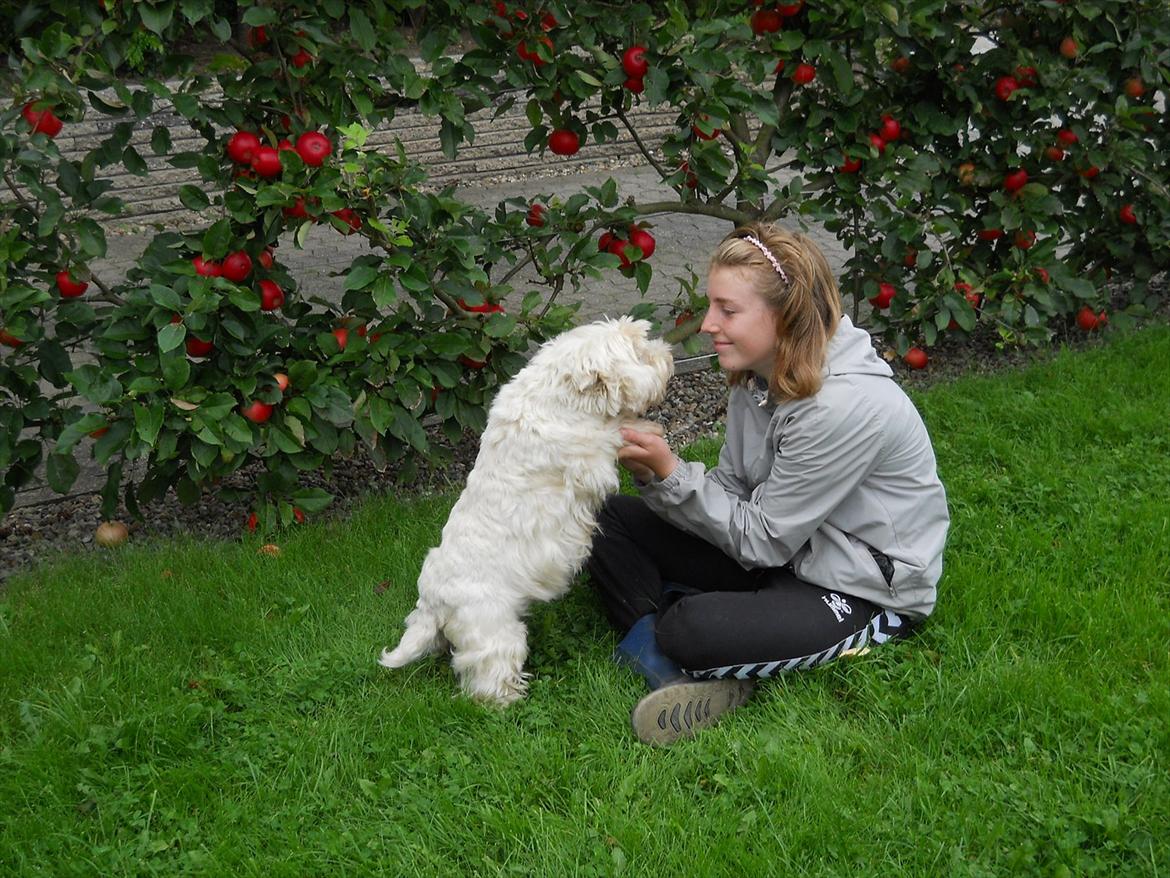 West highland white terrier Ravnegårds Olympus *Paddy* (My Soulmate <3) - Os to for evigt :) billede 9