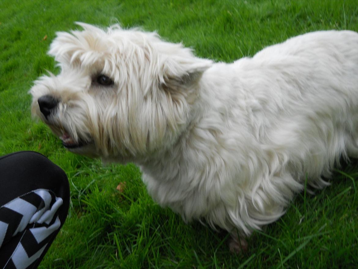 West highland white terrier Ravnegårds Olympus *Paddy* (My Soulmate <3) billede 10