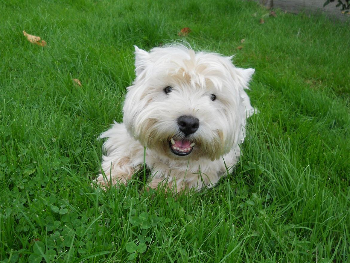West highland white terrier Ravnegårds Olympus *Paddy* (My Soulmate <3) billede 11