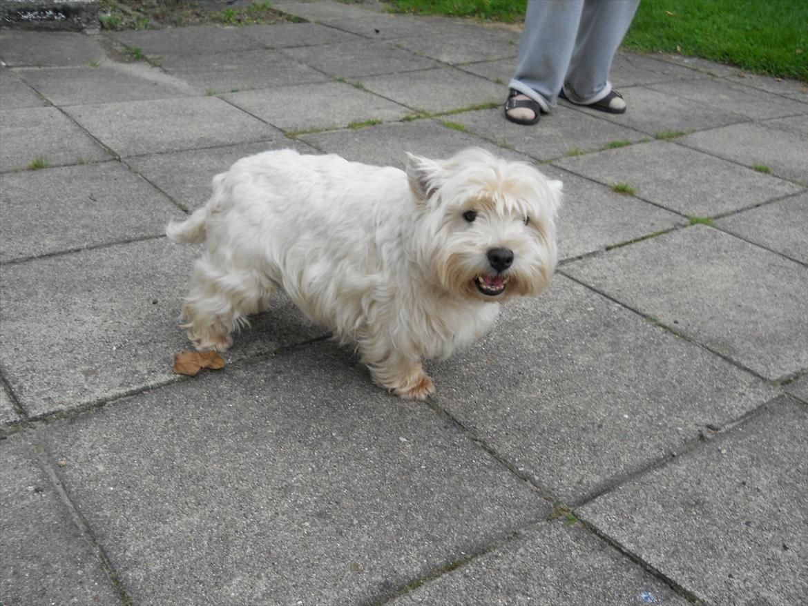 West highland white terrier Ravnegårds Olympus *Paddy* (My Soulmate <3) billede 12