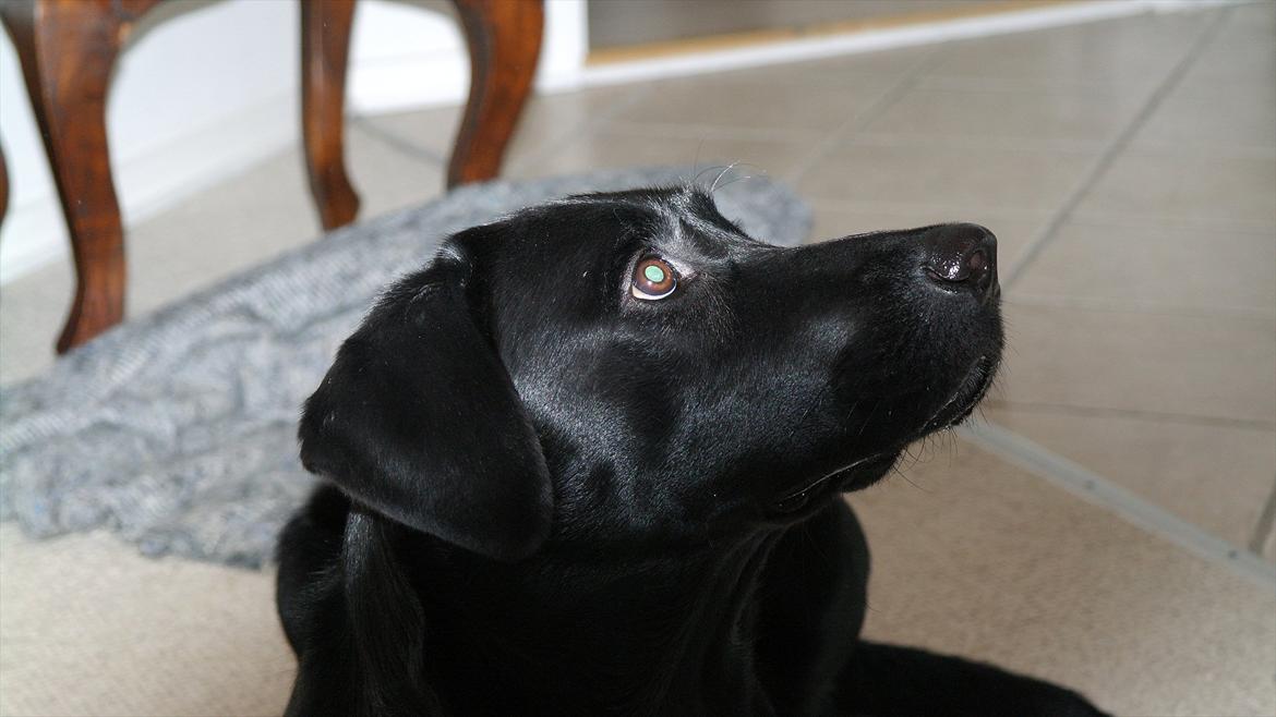 Blanding af racer Bobby - Mor har en godbid så han er meget fokuseret :-D' billede 2