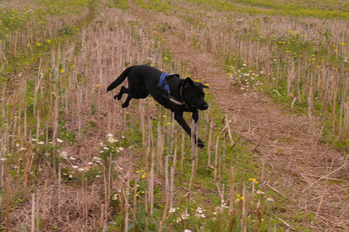 Blanding af racer Bobby - Ude at gå på en mark med mor og mig :-) billede 4