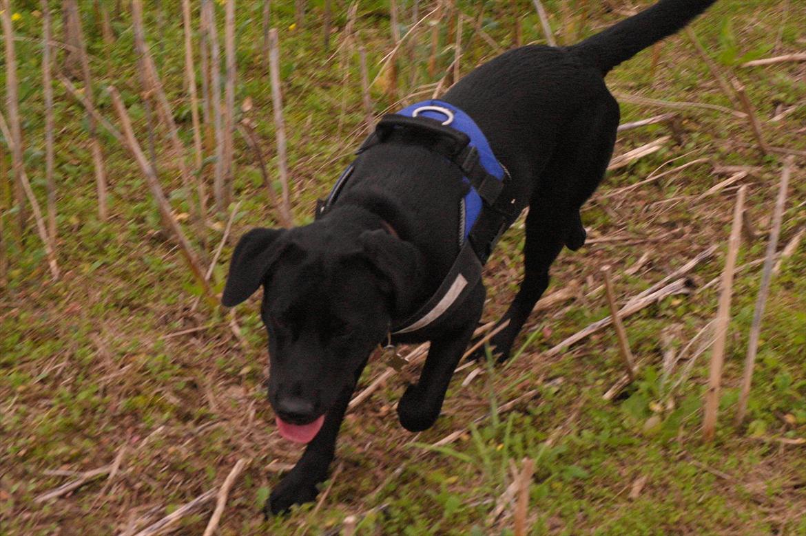 Blanding af racer Bobby billede 5