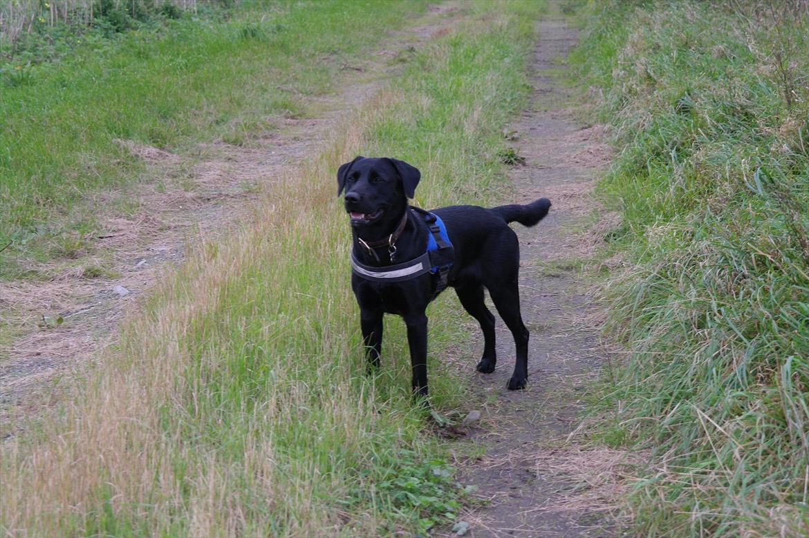 Blanding af racer Bobby billede 6