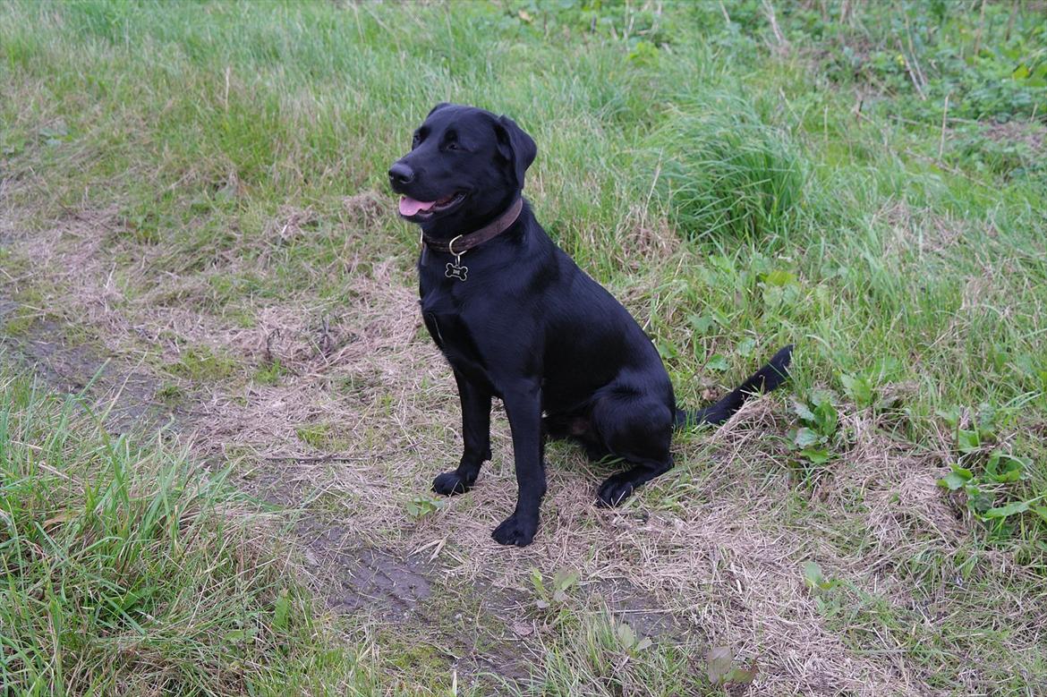 Blanding af racer Bobby - Sidder rigtig fint på komando :-D' billede 7