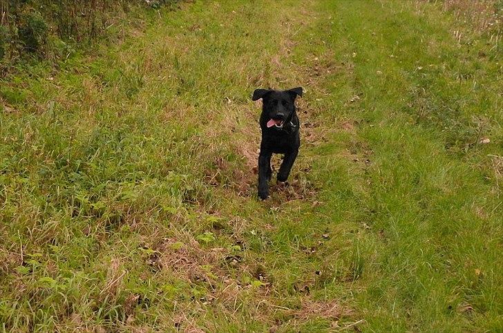 Blanding af racer Bobby billede 8