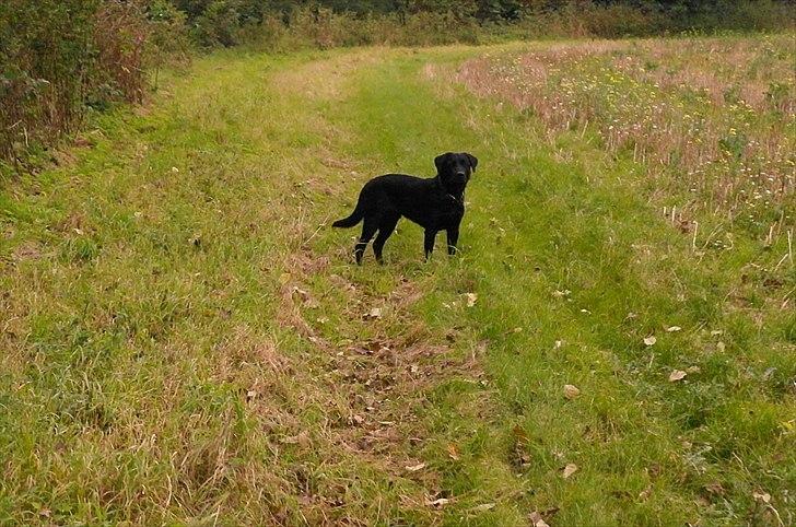 Blanding af racer Bobby billede 9